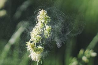 Pollenallergiker? Vanliga symtom och tips på hur du tar dig igenom pollensäsongen