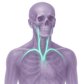 MRI Carotid Angio