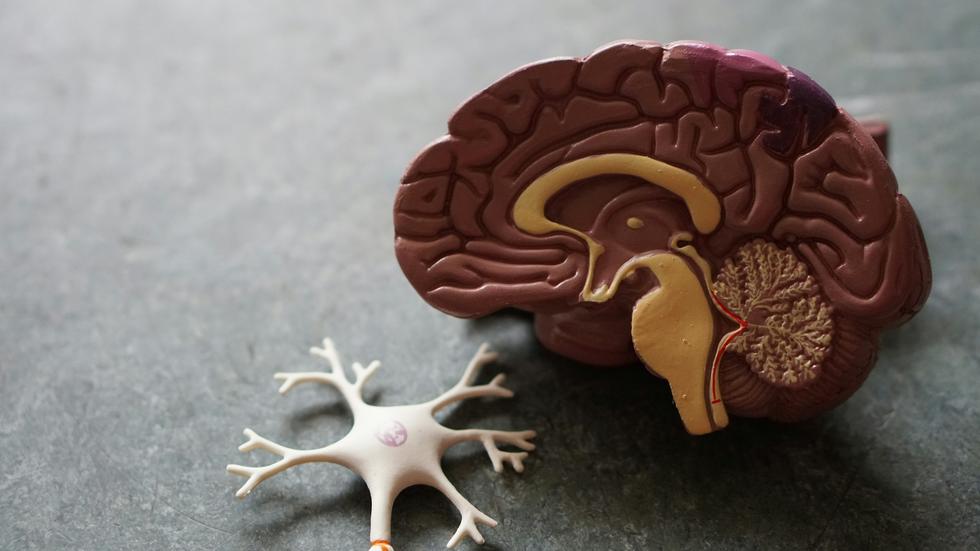 Creatine and the brain – what does the research say?