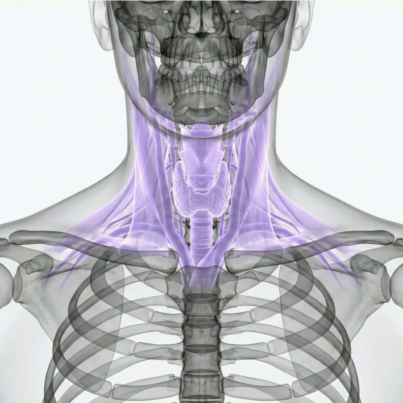 MRI throat