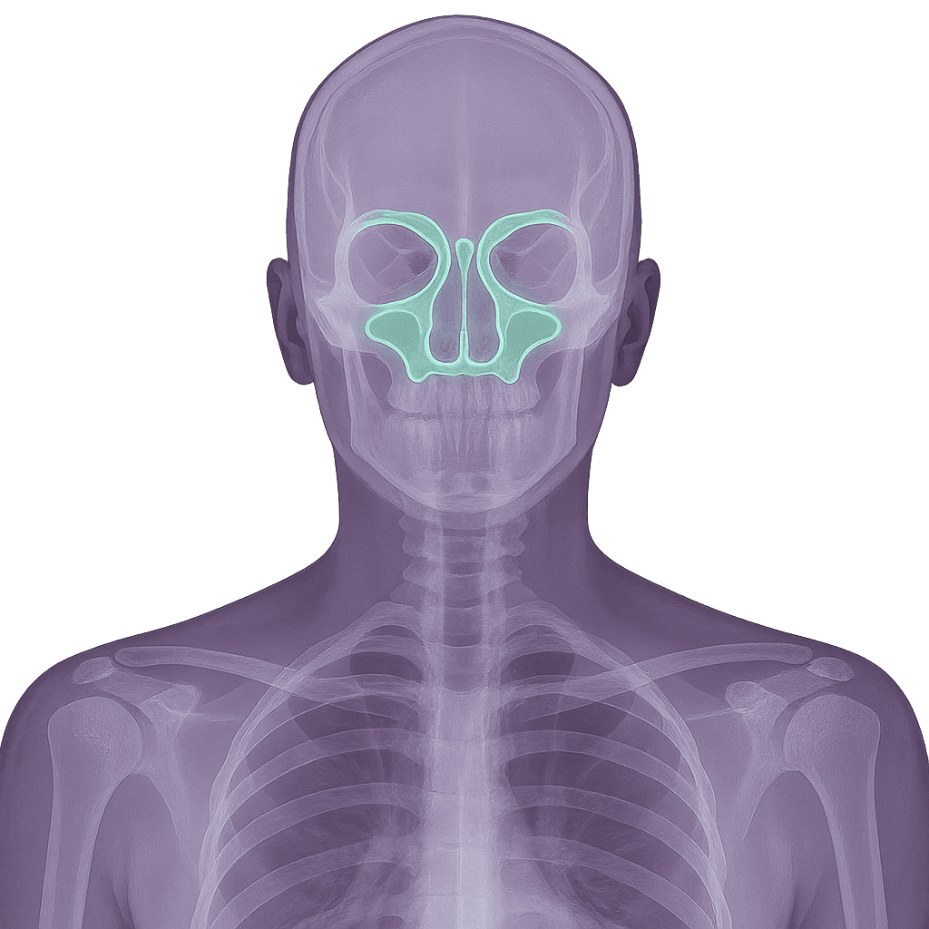 MR Sinus