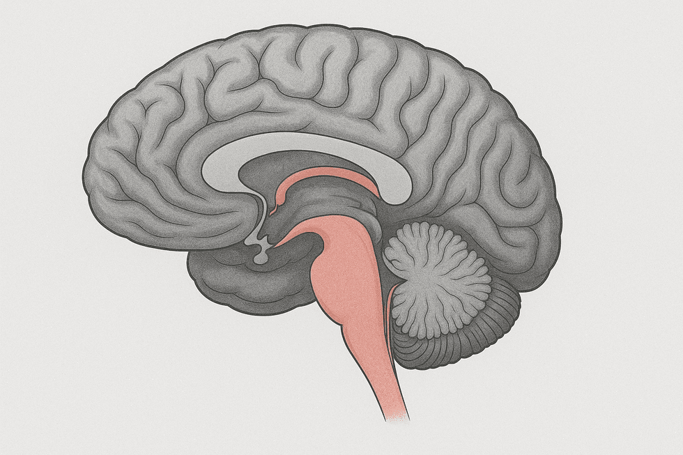 Hippocampus – the brain’s center for memory and navigation