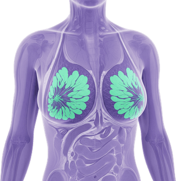 MRI Breasts