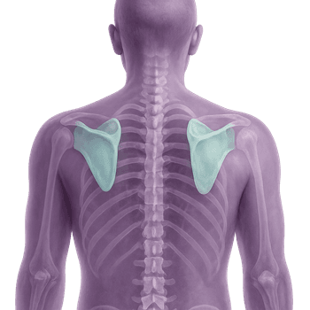 MR Shoulder blade